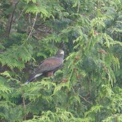 Ein Abstecher in die Bäume ist immer ein Zeichen, dass es ihr langsam reicht.