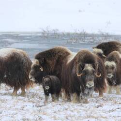 Musk Ox - Mouschusochese