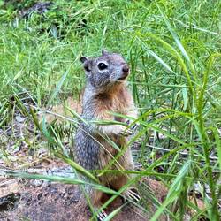 Some very tame geound squirrels at the end of the valley