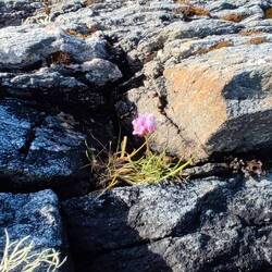 Zwischen den Felsen ein kleiner Farbtupfer 🏵️