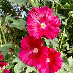 Not so many wildflowers now but these hollyhocks wished us well as we left Navarrete.