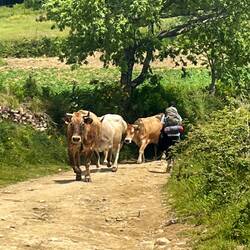 Sharing the path with the cows