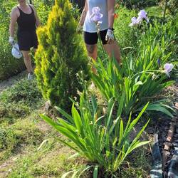 After we weeded! We are standing by the same shrub!
