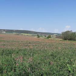 A field of sainfoin
