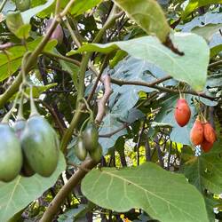 kind of tomatoes in garden of cloister