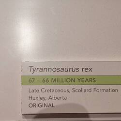 Tyrannosaurus Rex Teil - Original