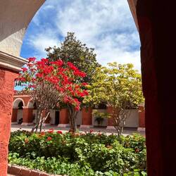 what we have as little xmas plant, here as tree (Weihnachtsstern)