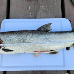 Lake Trout, 66cm