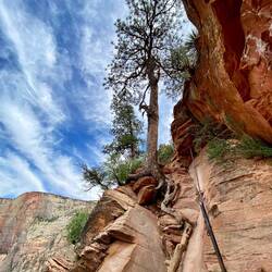 Amazing how large trees could grow in zero earth, taking centuries to wrap themselves around rocks