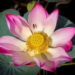 Lotus flower — Saigon, Vietnam.