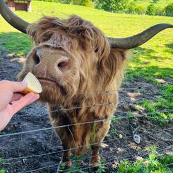 Honey the Highland Coo!!