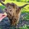 Honey the Highland Coo!!