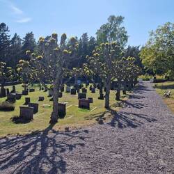 Friedhof mit ganz wild geschnittenen Winterlinden