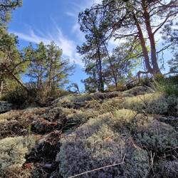 Riesige Flechtenpolster, total hübsch!
