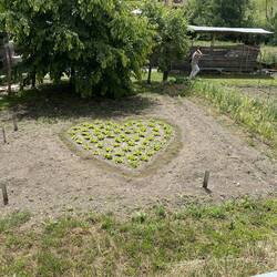A lettuce patch shaped with love for passing pilgrims.