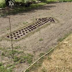And a lettuce patch guiding pilgrims out of town.