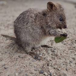 Quokka (taken by Sean)