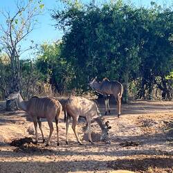 Die Kudus