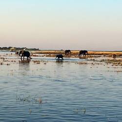 Flussdurchquerung, Video kommt nach