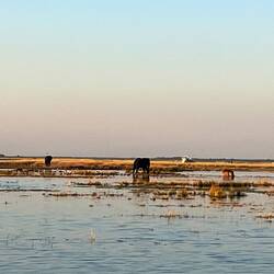 Elefant und Hippo auf Konfrontationskurs. In welchem Karl May war das? Im Sudan?