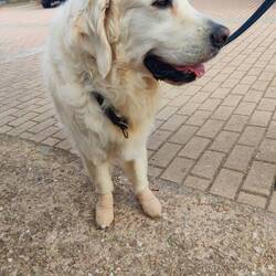 Wheat is on the Camino. He has socks on cos the stones hurt his paws