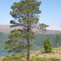 Vielleicht auch hinter Bäumen versteckt?