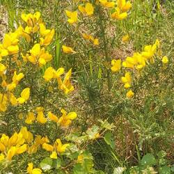 So soll er in unserem Garten blühen, das wäre doch schön 🌼🌼🌼