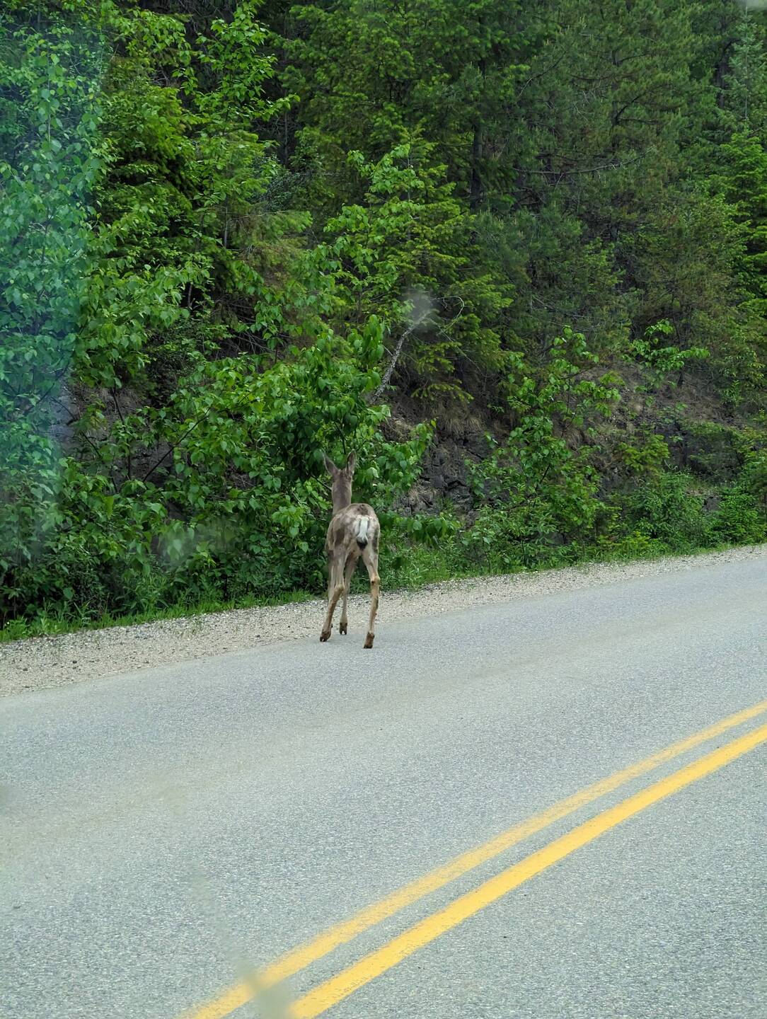 Da rennt Bambi