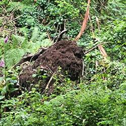 Also ich erkannte einen Pferdekopf 🤔 doch Prinz?