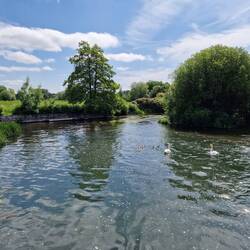 9 Schwanenbabys in Salisbury.
