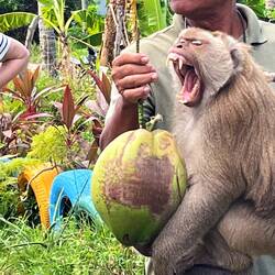 Monkey at the coconut plantation