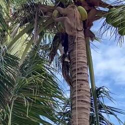 Monkey picking coconuts