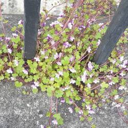 Was blühen will, blüht auch "hinter Gitter" 🌼🌿🏵🌱🌺