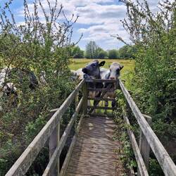 Bullocks decide I am more interesting than anything else and block my exit from a Reen Bridge