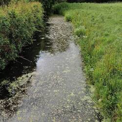 Typical 'Reen' drainage channel from one of the hundreds of short wooden bridges that pass over them