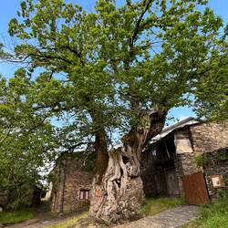 A 800 year old chestnut
