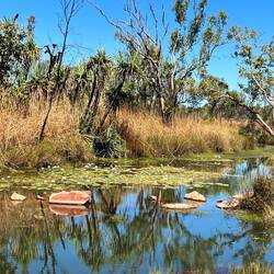 A lilly pond alongside the road