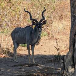 Kudu