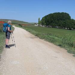 Trudy walking the Camino amidst wildflowers on the the side of the trail