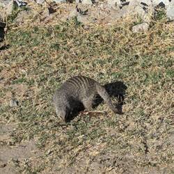 Other critters at the lodge