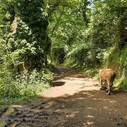 With large horns was hesitant to pass