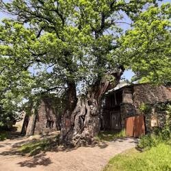 The 800 year old tree