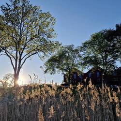 Sind die Schilfwedel nicht goldig (im wahrsten Sinne des Wortes)!?