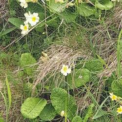 Wilde Schlüsselblumen auf dem Weg zu den Felsenpools