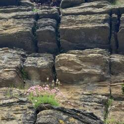 Und oben fruchtbar mit Gras und vielen Wildblumen