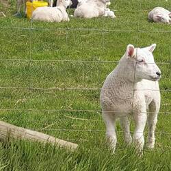 Überall auf den Weiden zu sehen....sooo süss 🐑🐑🐑