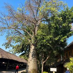 Ein wirklich schöner Baobab