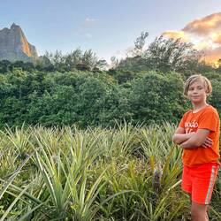 Sur la route des ananas