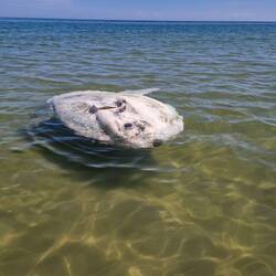 Haben nen riesigen, toten Fisch 🐟 entdeckt...