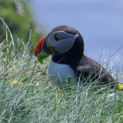 Darum noch ein Puffin